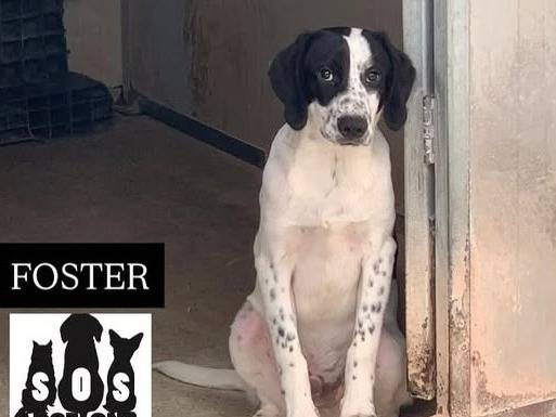 Adotta un cane, taglia media, maschio, Bologna