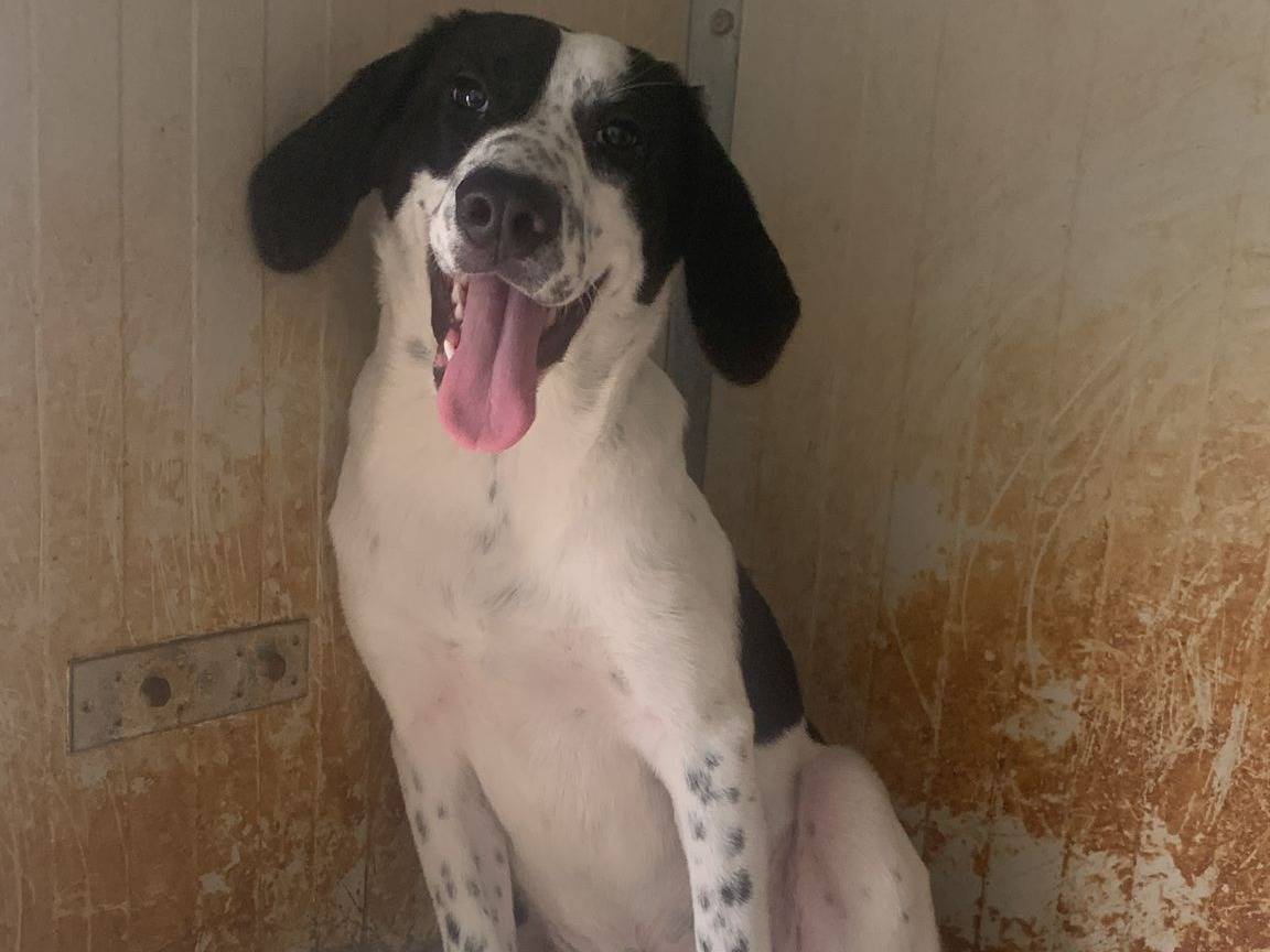 Adotta il cane FOSTER a Bologna