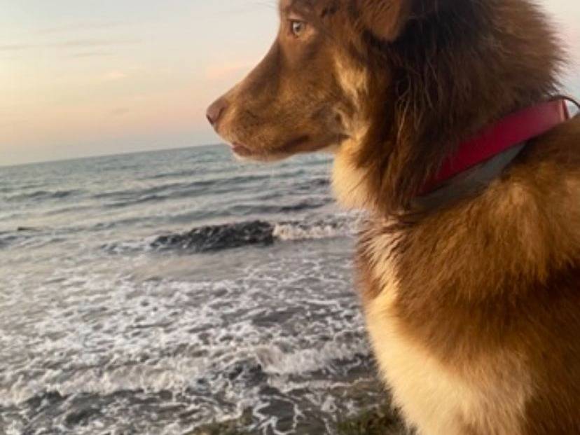 Adozione cane, femmina, Razza sconosciuta Razza sconosciuta, 10 mesi, taglia media, Bari