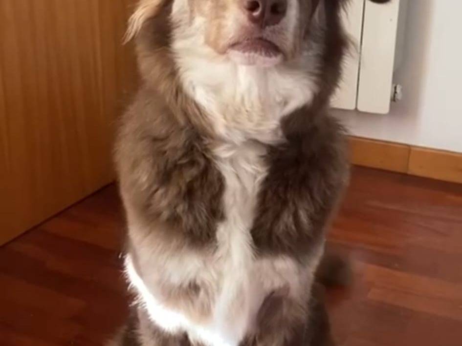 Adotta un cane, femmina, 10 mesi, Bari