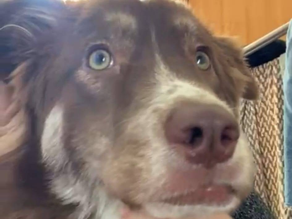 Adotta un cane, taglia media, femmina, Bari