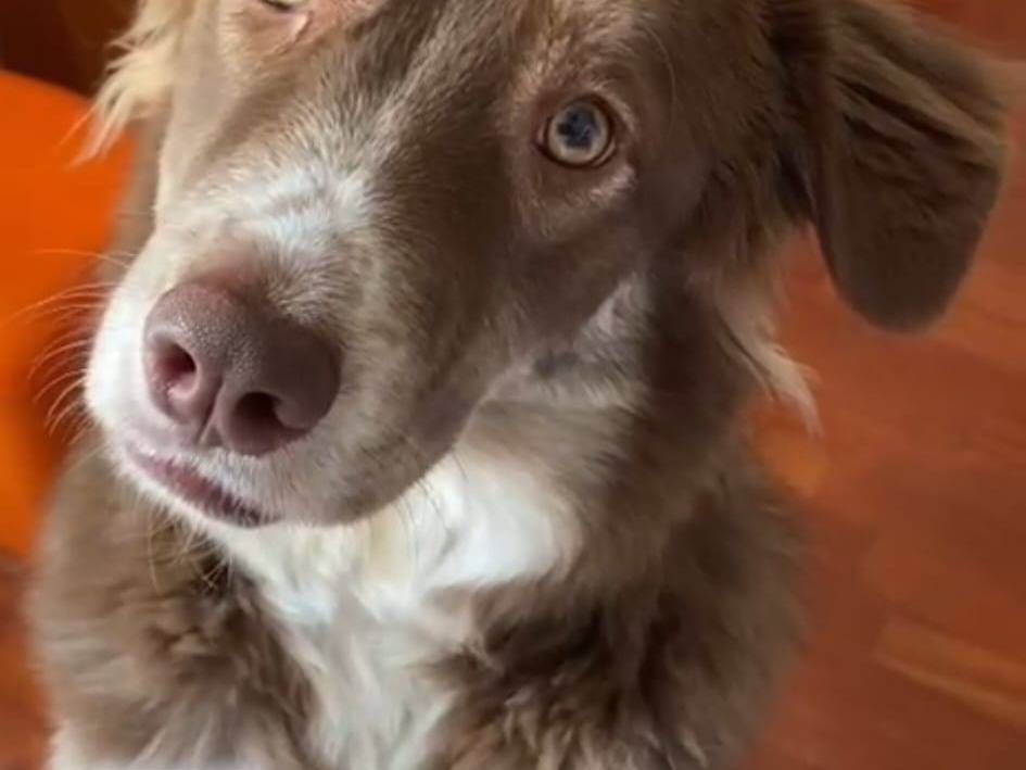 Vuoi adottare un cane a Bari?