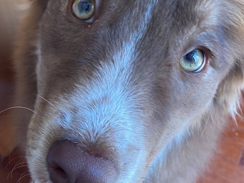 Adotta il cane Sally a Bari