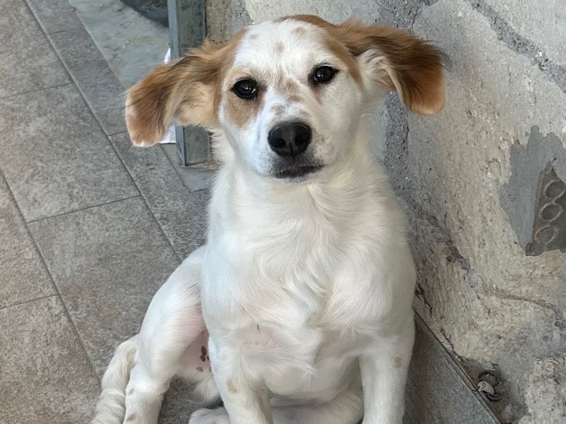 Adozione cane, maschio, Breton Razza sconosciuta, 3 mesi, taglia media, Siracusa