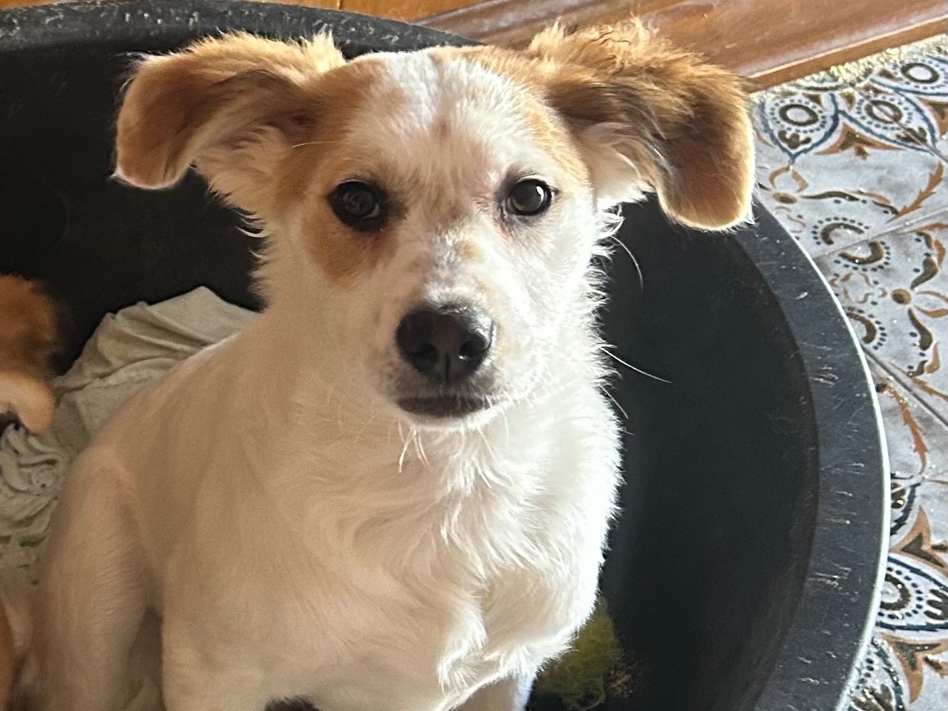 Adotta un cane, maschio, 3 mesi, Siracusa