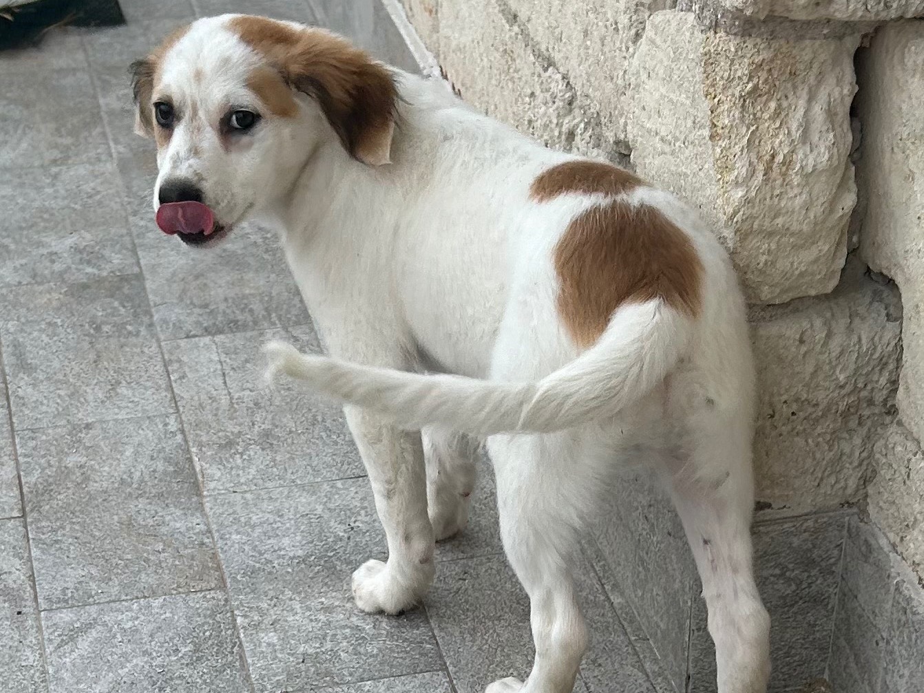 Adotta un cane, taglia media, maschio, Siracusa
