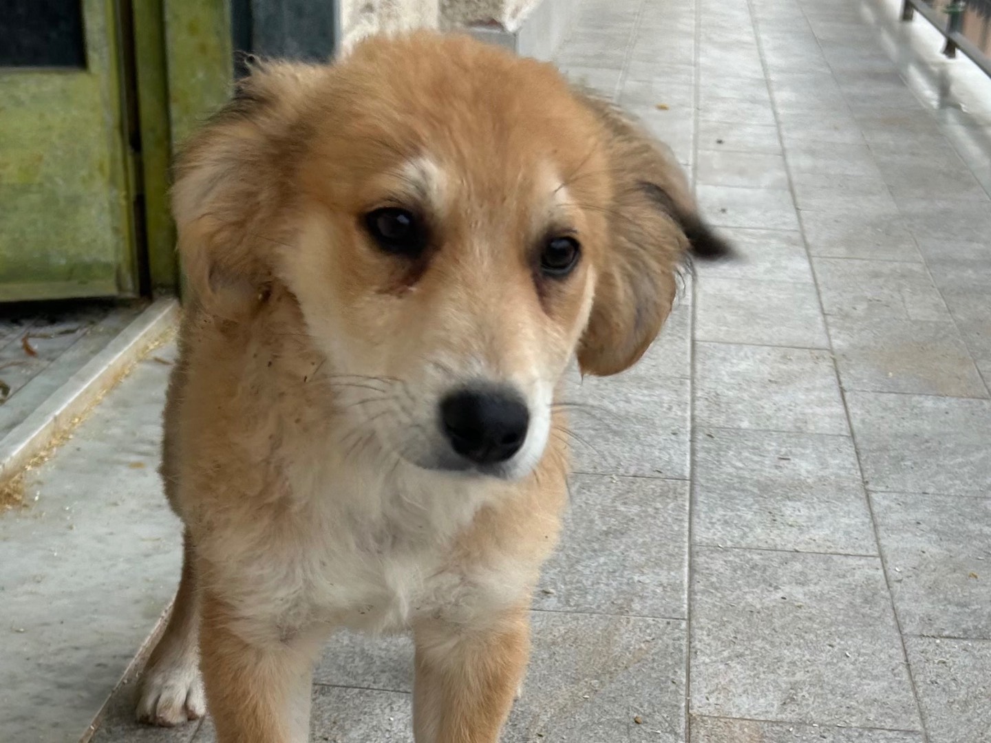 Vuoi adottare un cane a Siracusa?