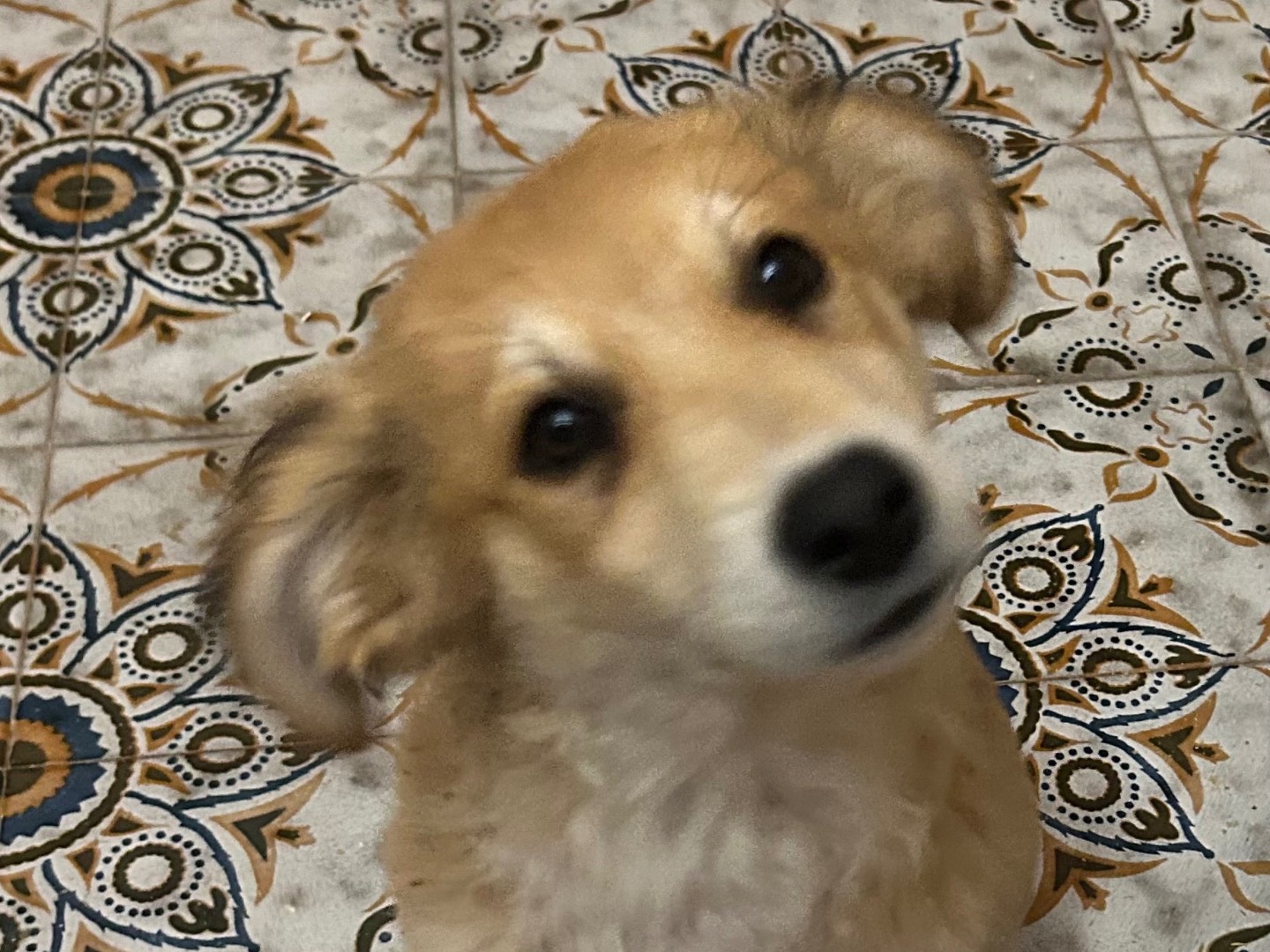 Adotta il cane Bruno a Siracusa