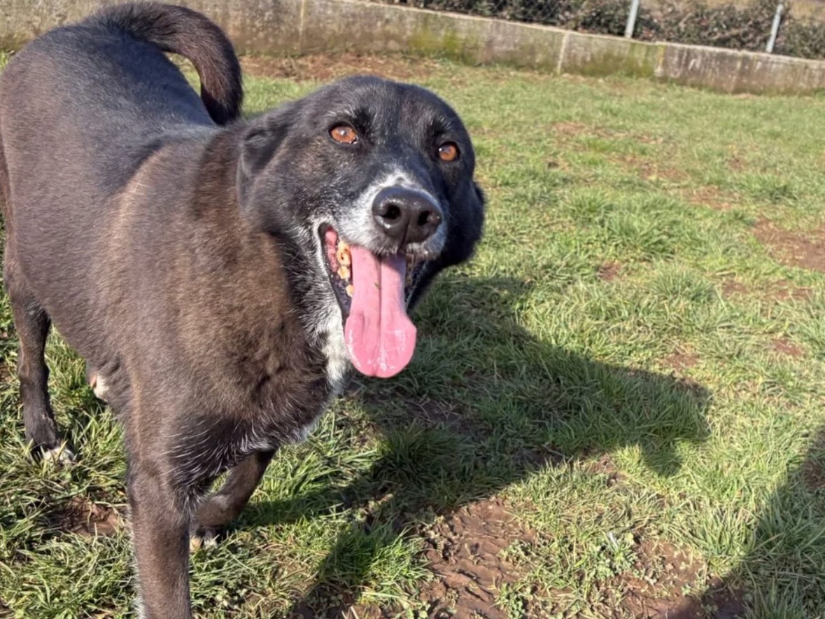 Adozione cane, maschio, Razza sconosciuta Razza sconosciuta, 10 anni e 6 mesi, taglia media, Frosinone