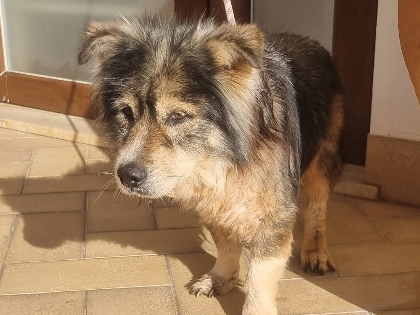 Adotta il cane Emidio a Latina