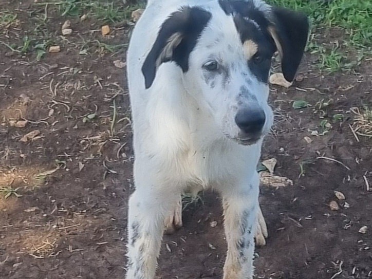 Vuoi adottare un cane a Latina?