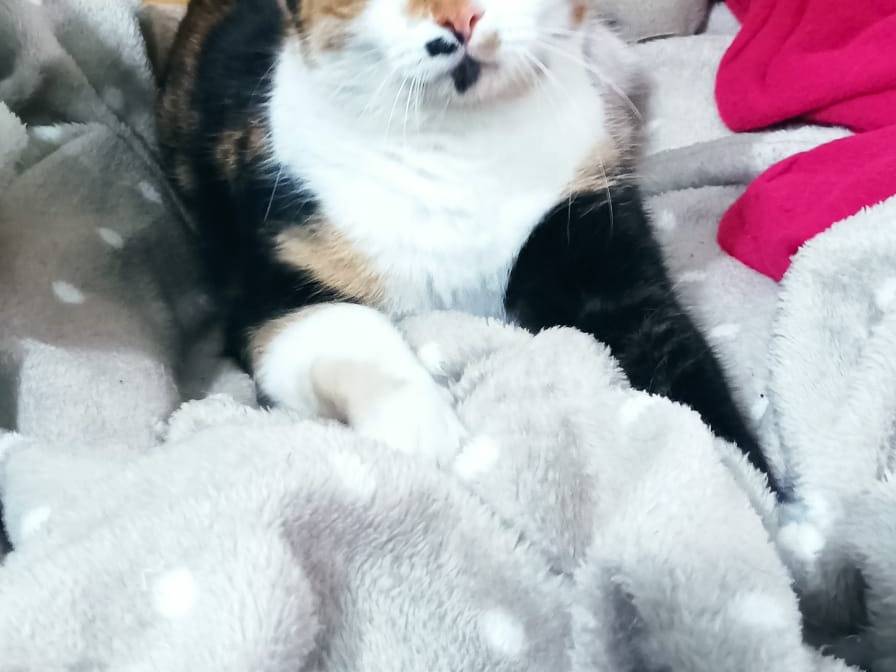 Adozione gatto, femmina, Razza sconosciuta Razza sconosciuta, 6 mesi, taglia non valida, Latina