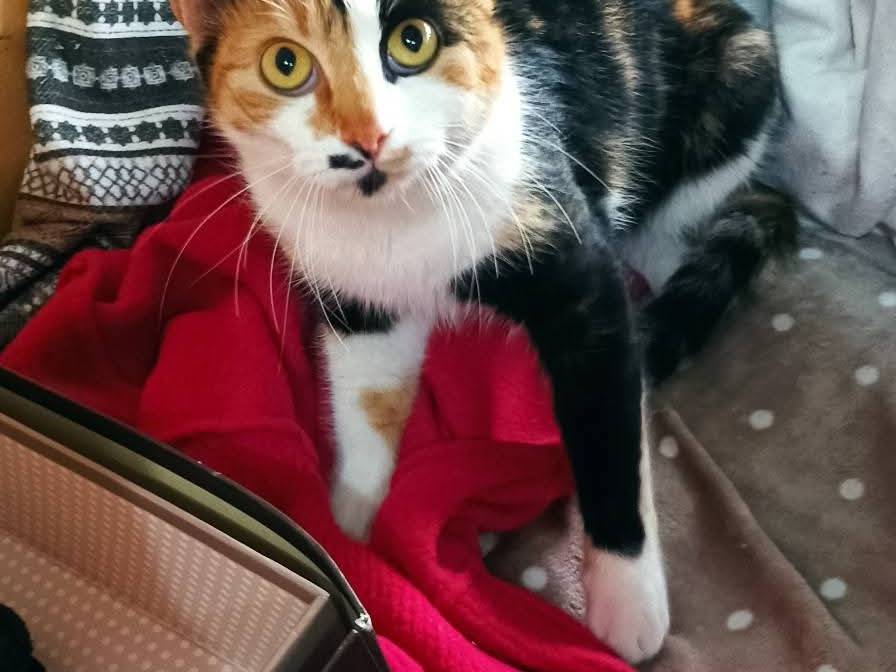 Adotta un gatto, taglia non valida, femmina, Latina