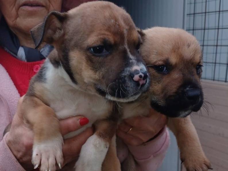 Adotta un cane, maschio, 2 mesi, Frosinone