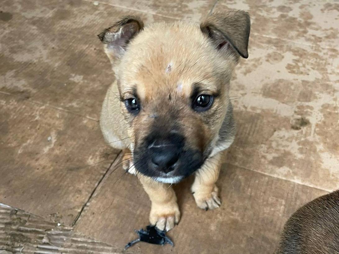 Adozione cane, maschio, Razza sconosciuta Razza sconosciuta, 2 mesi, taglia media, Frosinone