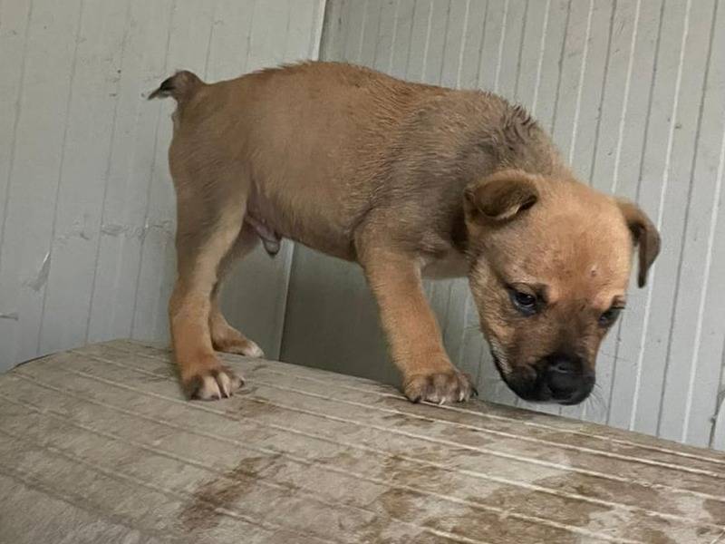 Adotta il cane MUFFIN a Frosinone