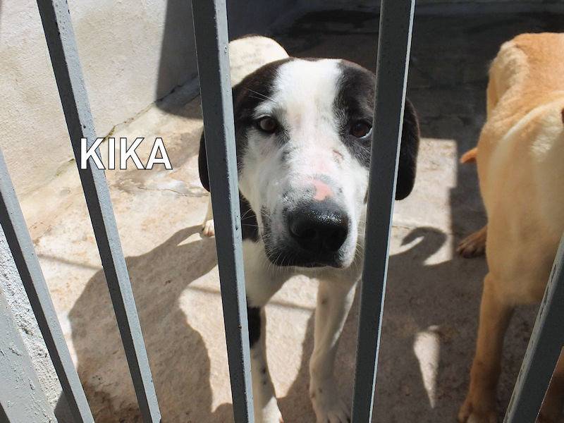 Adozione cane, femmina, Razza sconosciuta Razza sconosciuta, 1 anno e 11 mesi, taglia grande, Frosinone