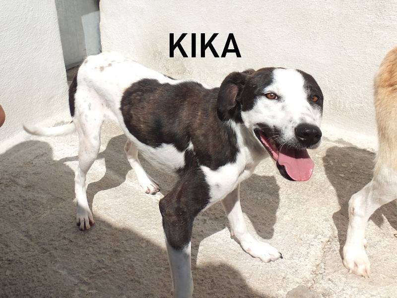 Adotta un cane, femmina, 1 anno e 11 mesi, Frosinone