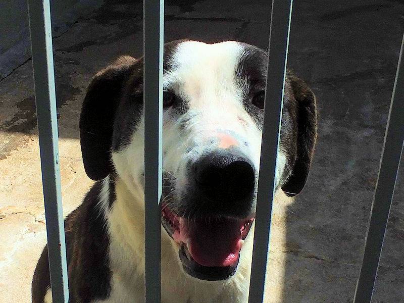 Adotta un cane, taglia grande, femmina, Frosinone