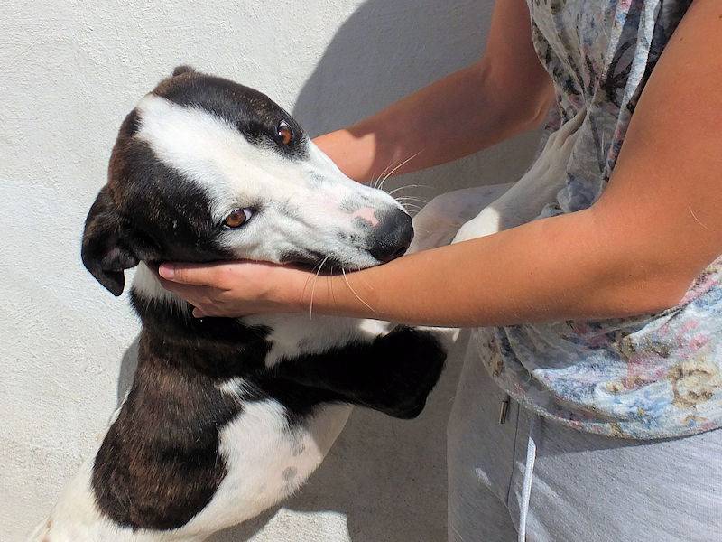 Vuoi adottare un cane a Frosinone?