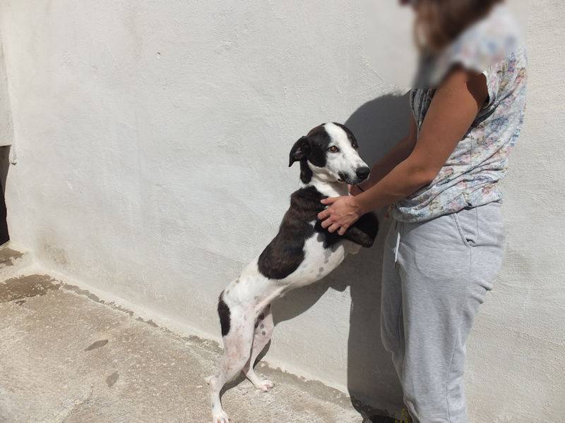 Adotta il cane KIKA a Frosinone