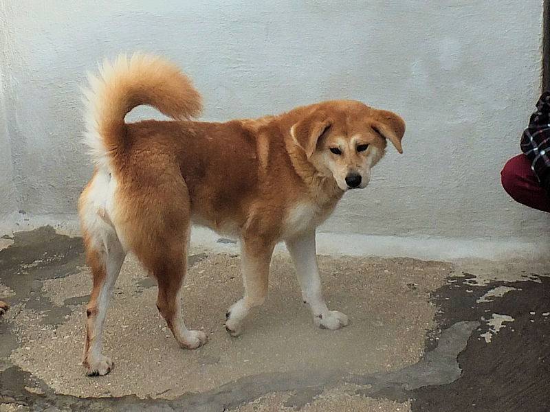 Adotta un cane, femmina, 6 anni e 7 mesi, Frosinone