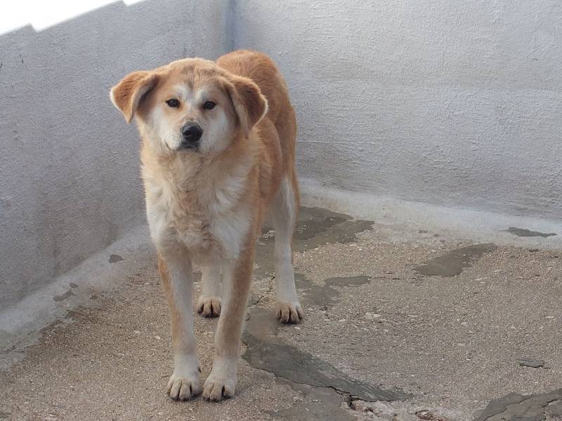 Vuoi adottare un cane a Frosinone?