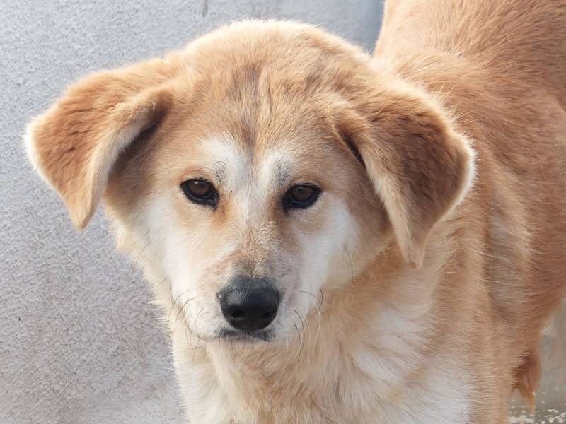 Adotta il cane KOBE a Frosinone