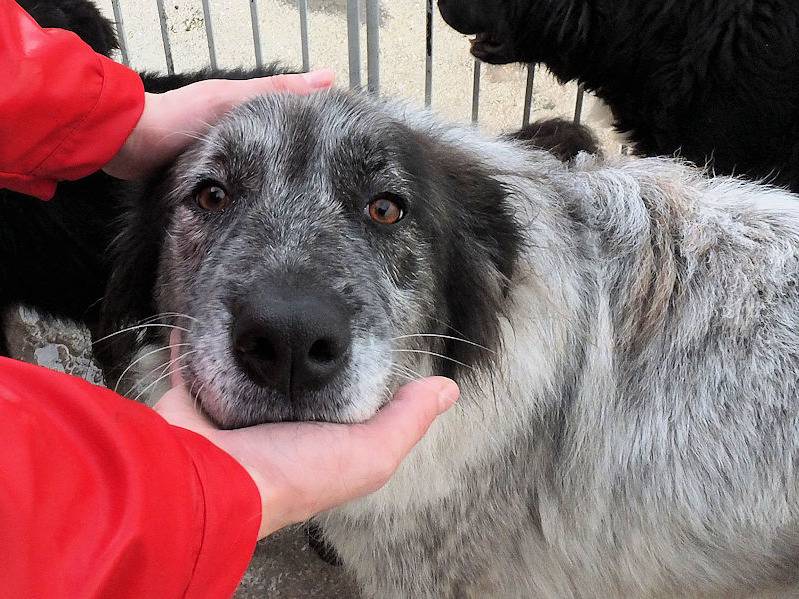 Adotta un cane, femmina, 5 anni e 7 mesi, Frosinone