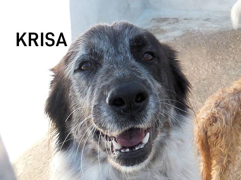 Adotta un cane, taglia grande, femmina, Frosinone