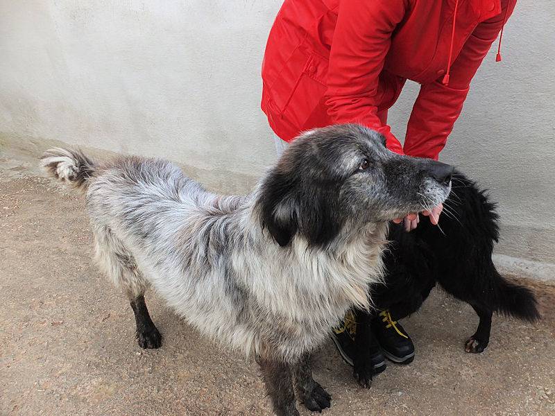 Vuoi adottare un cane a Frosinone?