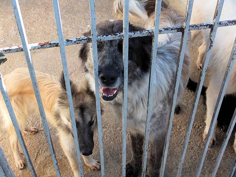 Adotta il cane KRISA a Frosinone