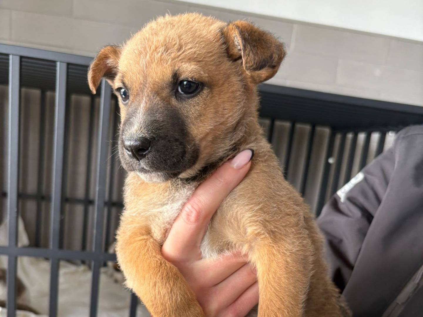 Adotta un cane, femmina, 1 mesi, Crotone