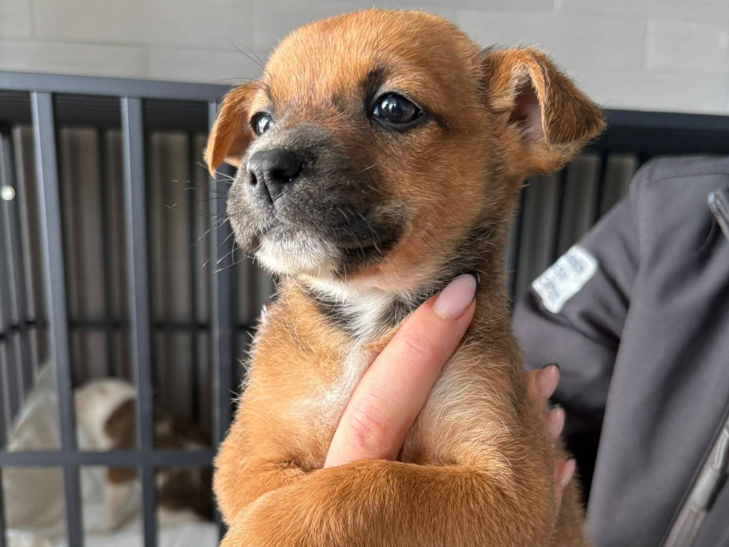 Adozione cane, femmina, Razza sconosciuta Razza sconosciuta, 1 mesi, taglia media, Crotone