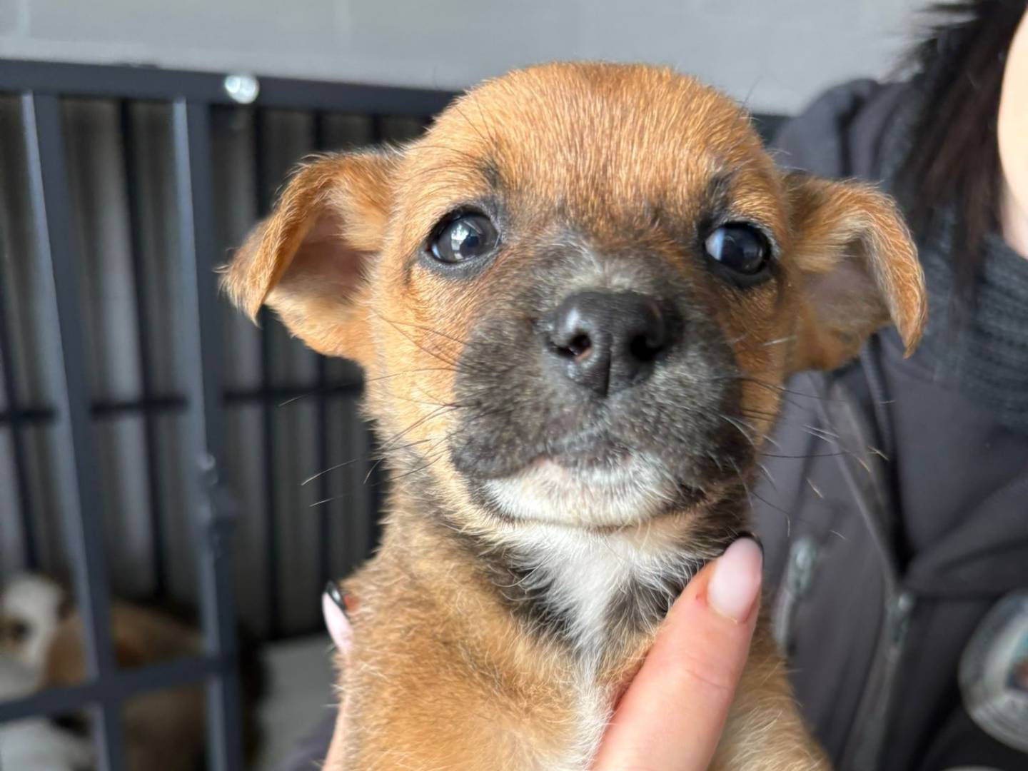 Adotta un cane, femmina, 1 mesi, Crotone