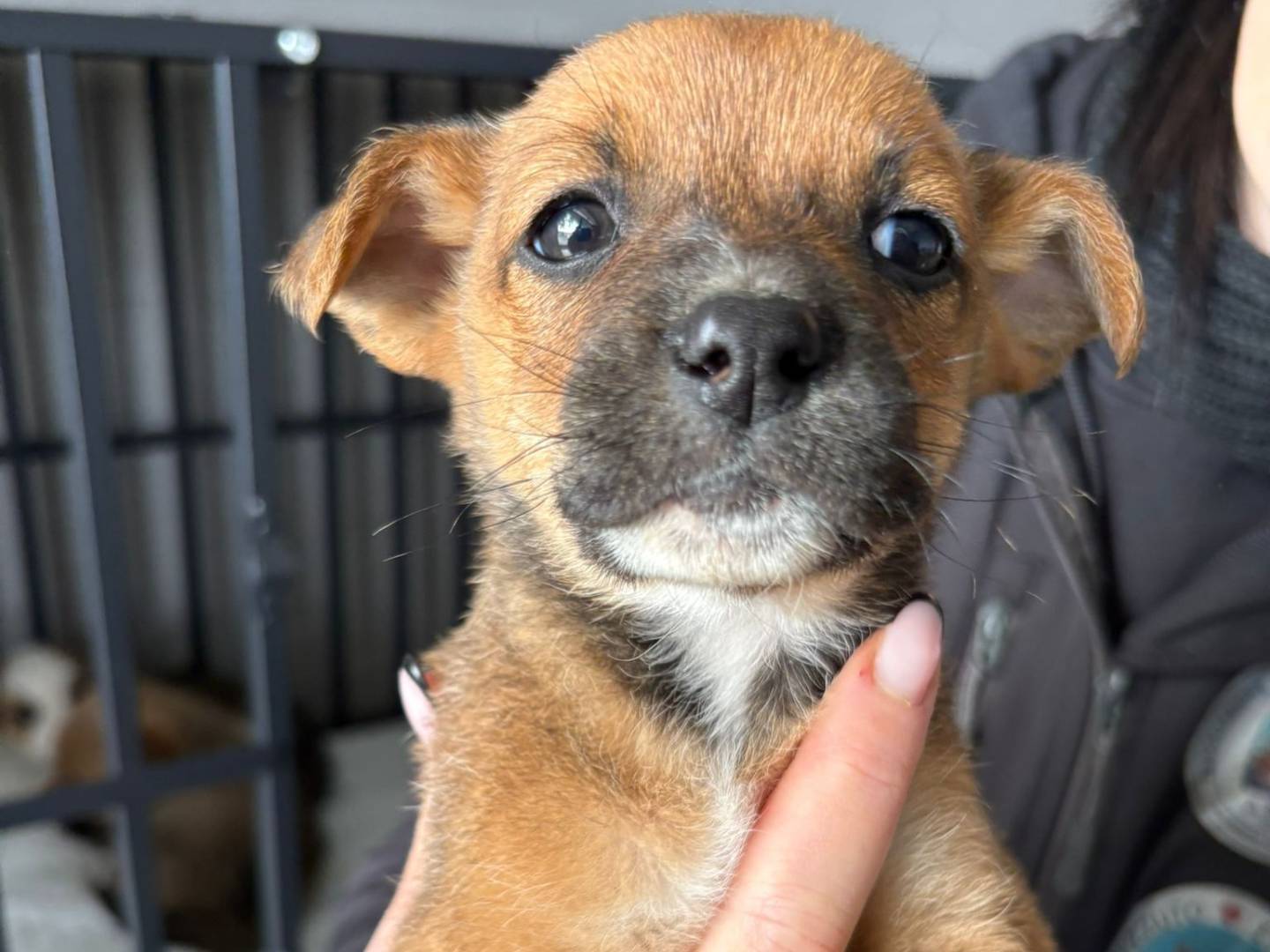 Adotta un cane, taglia media, femmina, Crotone