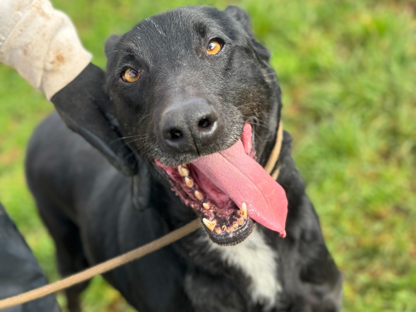 Adozione cane, maschio, Razza sconosciuta Razza sconosciuta, 6 anni e 7 mesi, taglia grande, Frosinone
