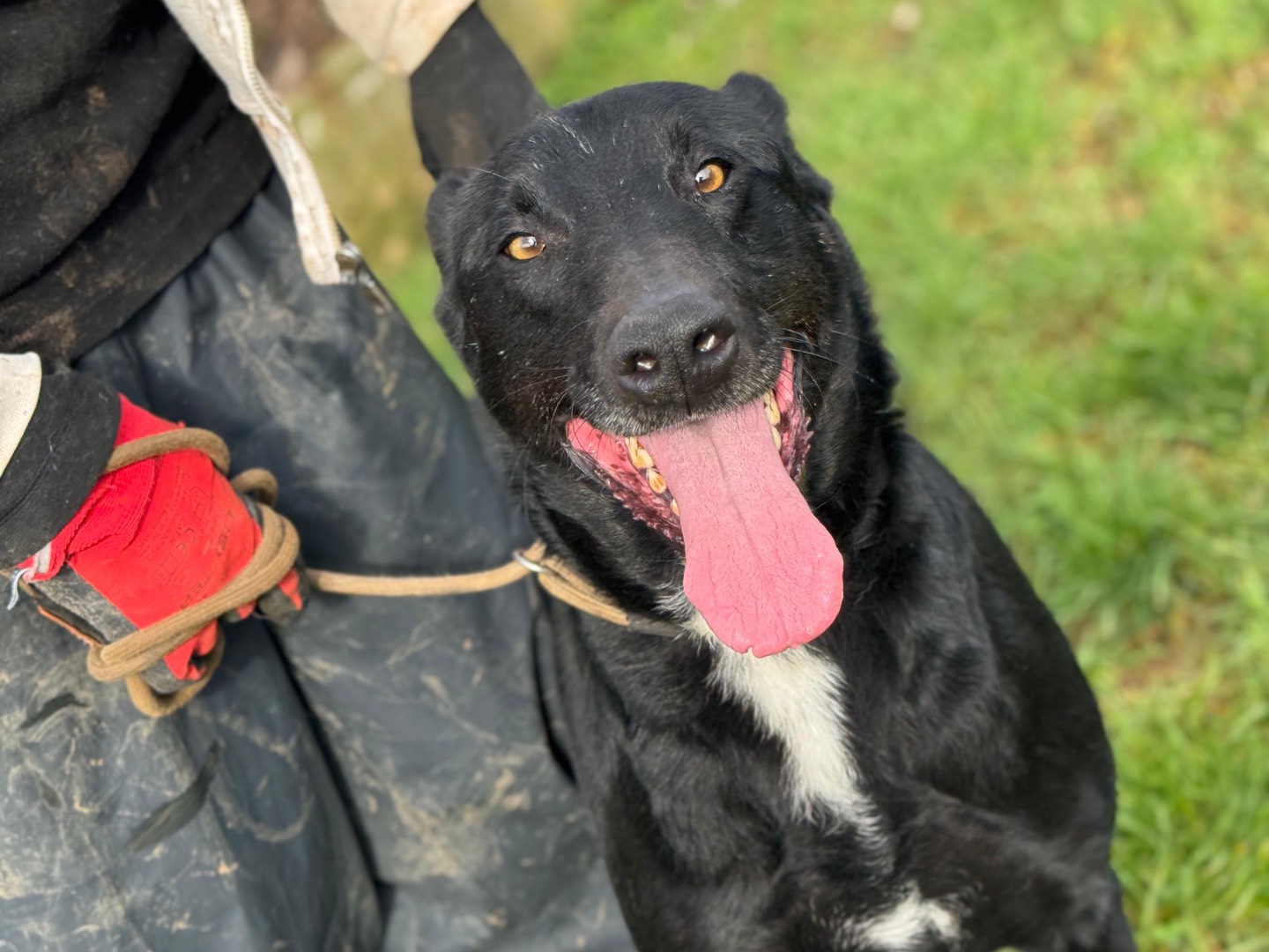 Vuoi adottare un cane a Frosinone?