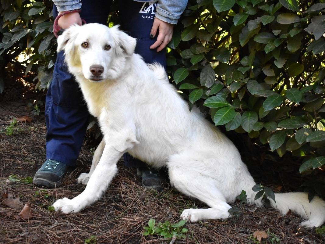 Adotta un cane, femmina, 1 anno, Roma