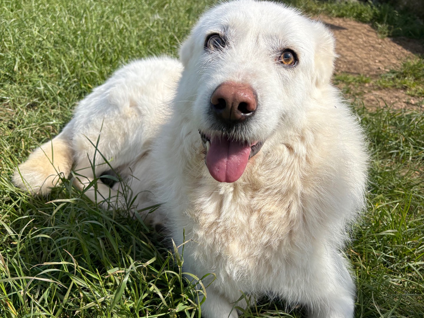 Adozione cane, maschio, Razza sconosciuta Razza sconosciuta, 4 anni e 5 mesi, taglia grande, Frosinone
