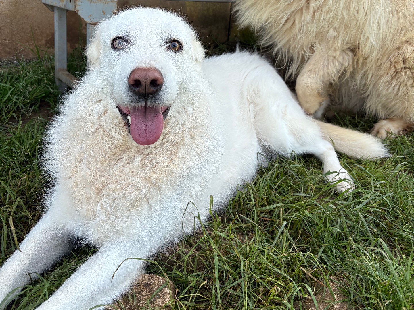 Adotta un cane, maschio, 4 anni e 5 mesi, Frosinone