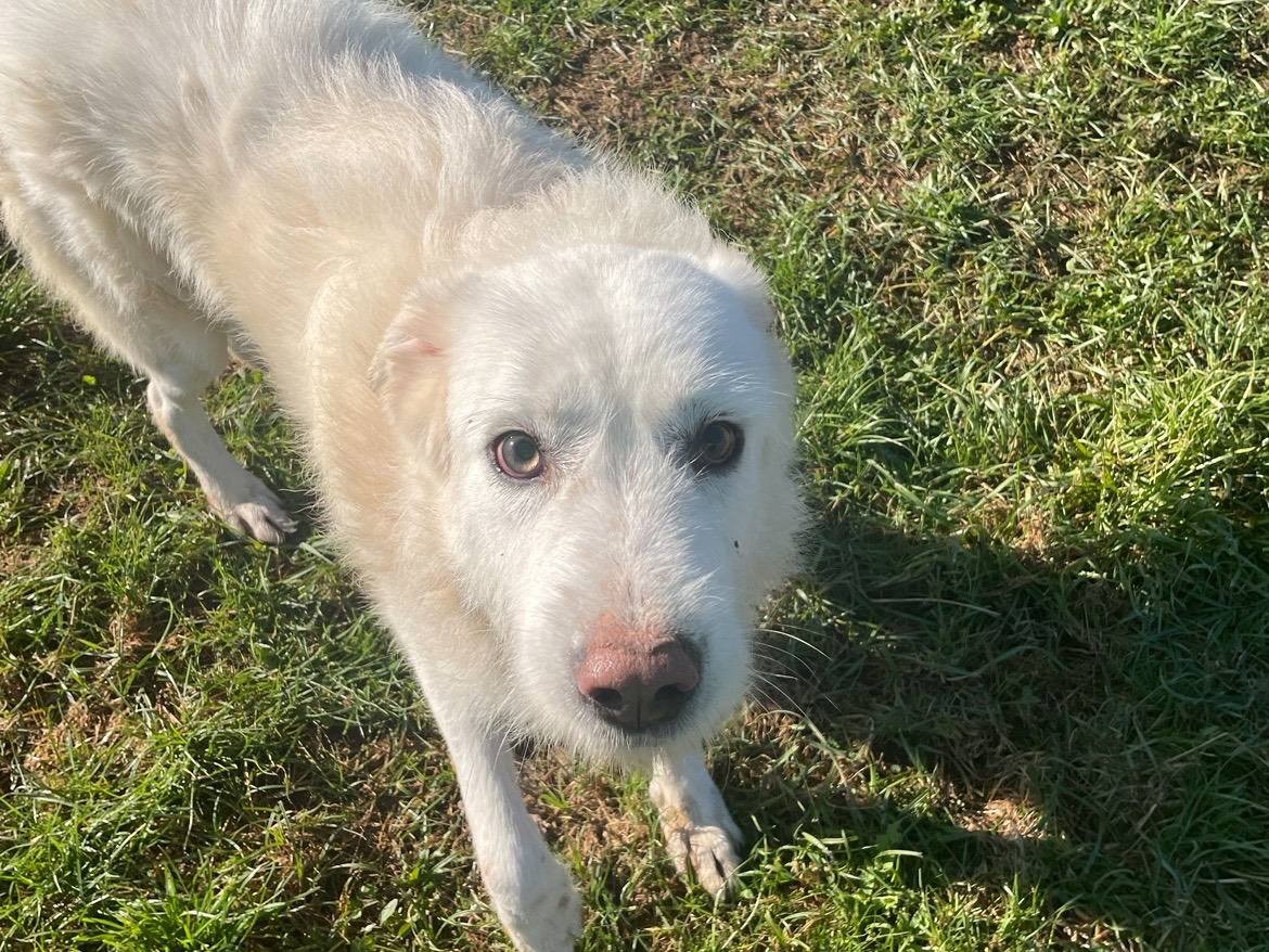Vuoi adottare un cane a Frosinone?
