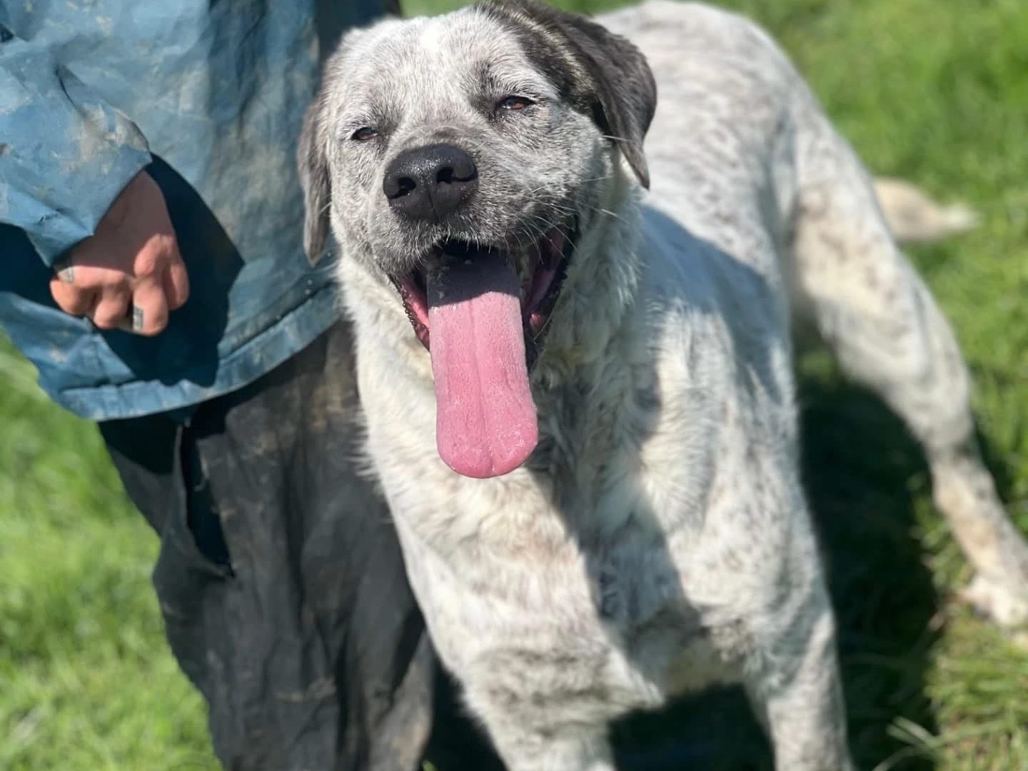 Adozione cane, maschio, Razza sconosciuta Razza sconosciuta, 2 anni e 7 mesi, taglia grande, Frosinone