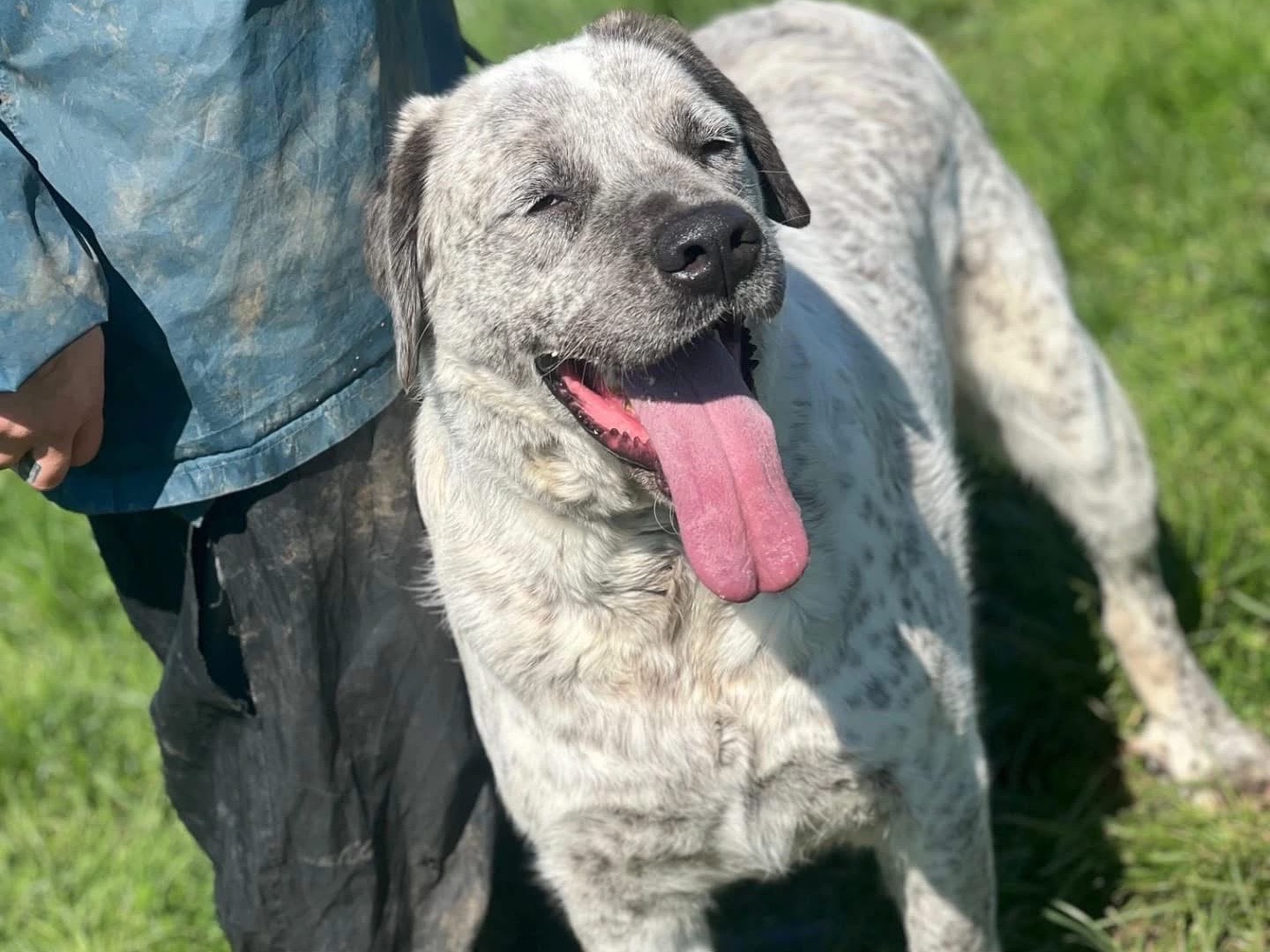 Adotta un cane, maschio, 2 anni e 7 mesi, Frosinone