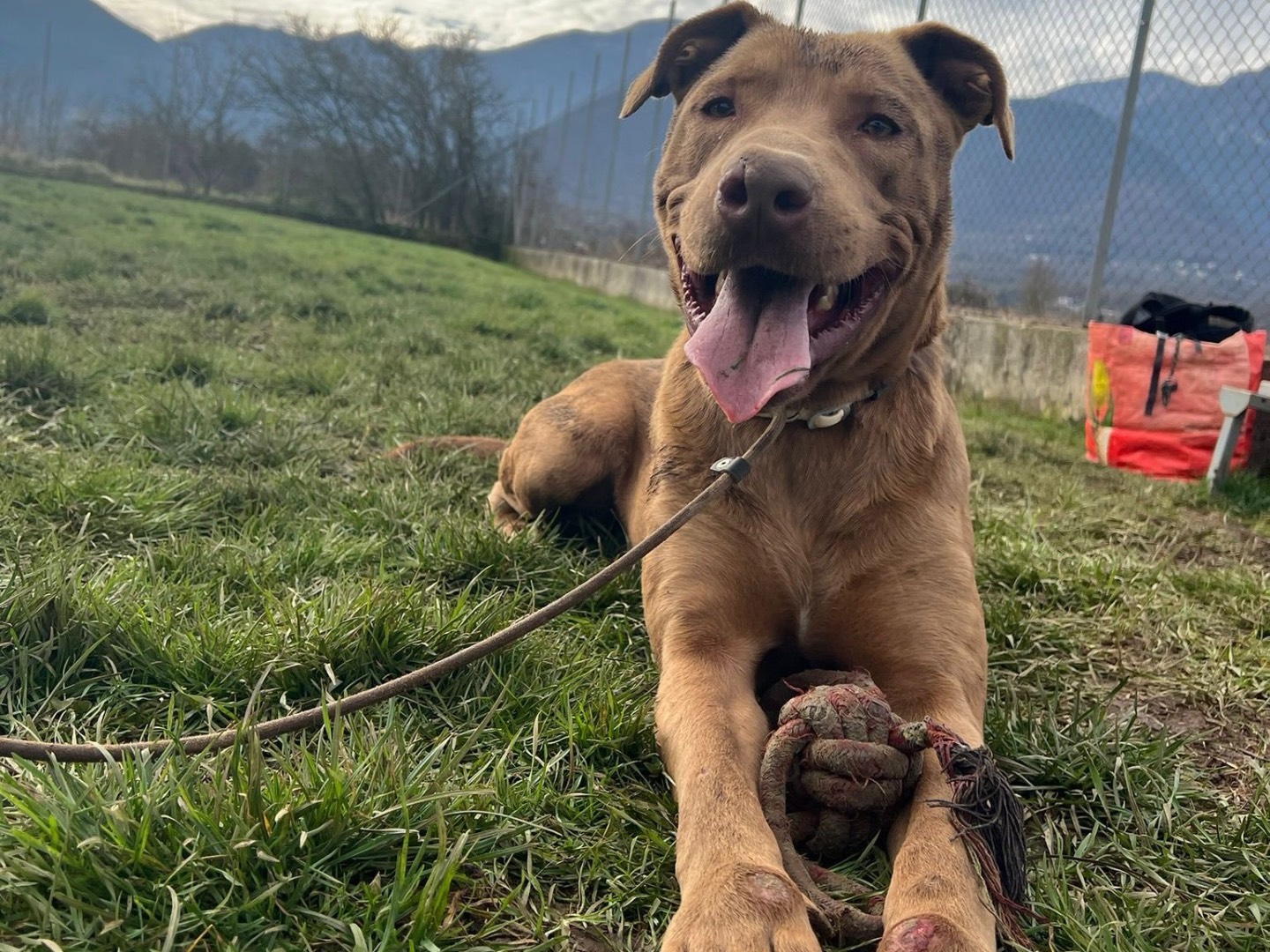 Adozione cane, maschio, Pitbull Razza sconosciuta, 3 anni e 10 mesi, taglia media, Frosinone