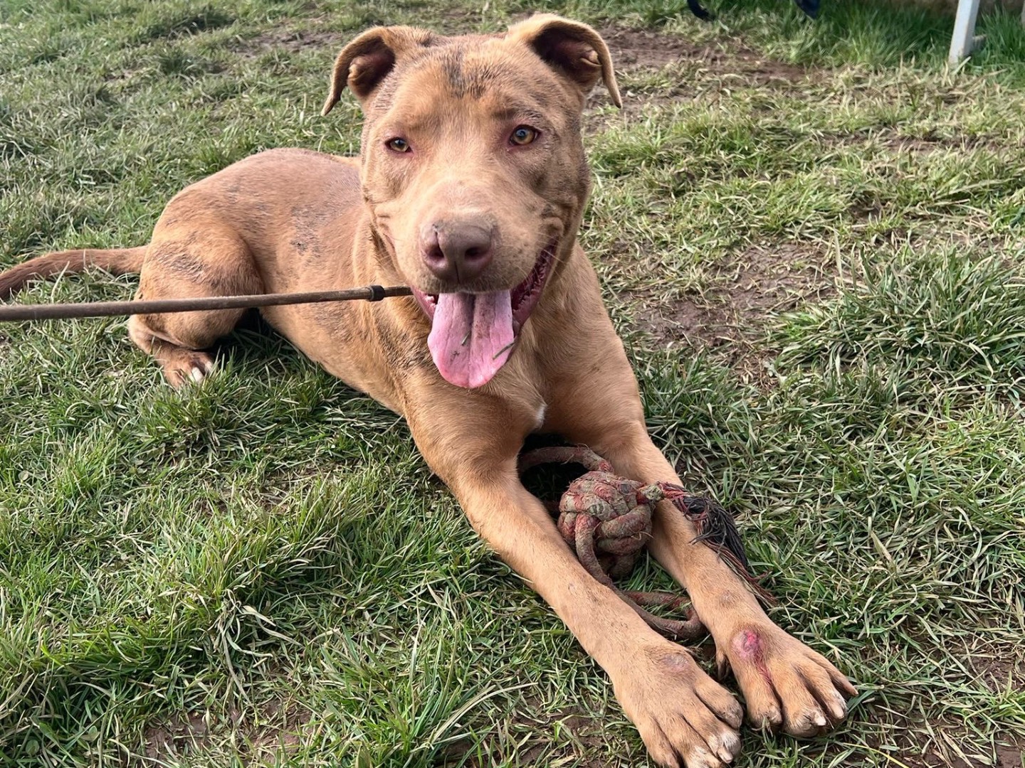 Adotta un cane, maschio, 3 anni e 10 mesi, Frosinone