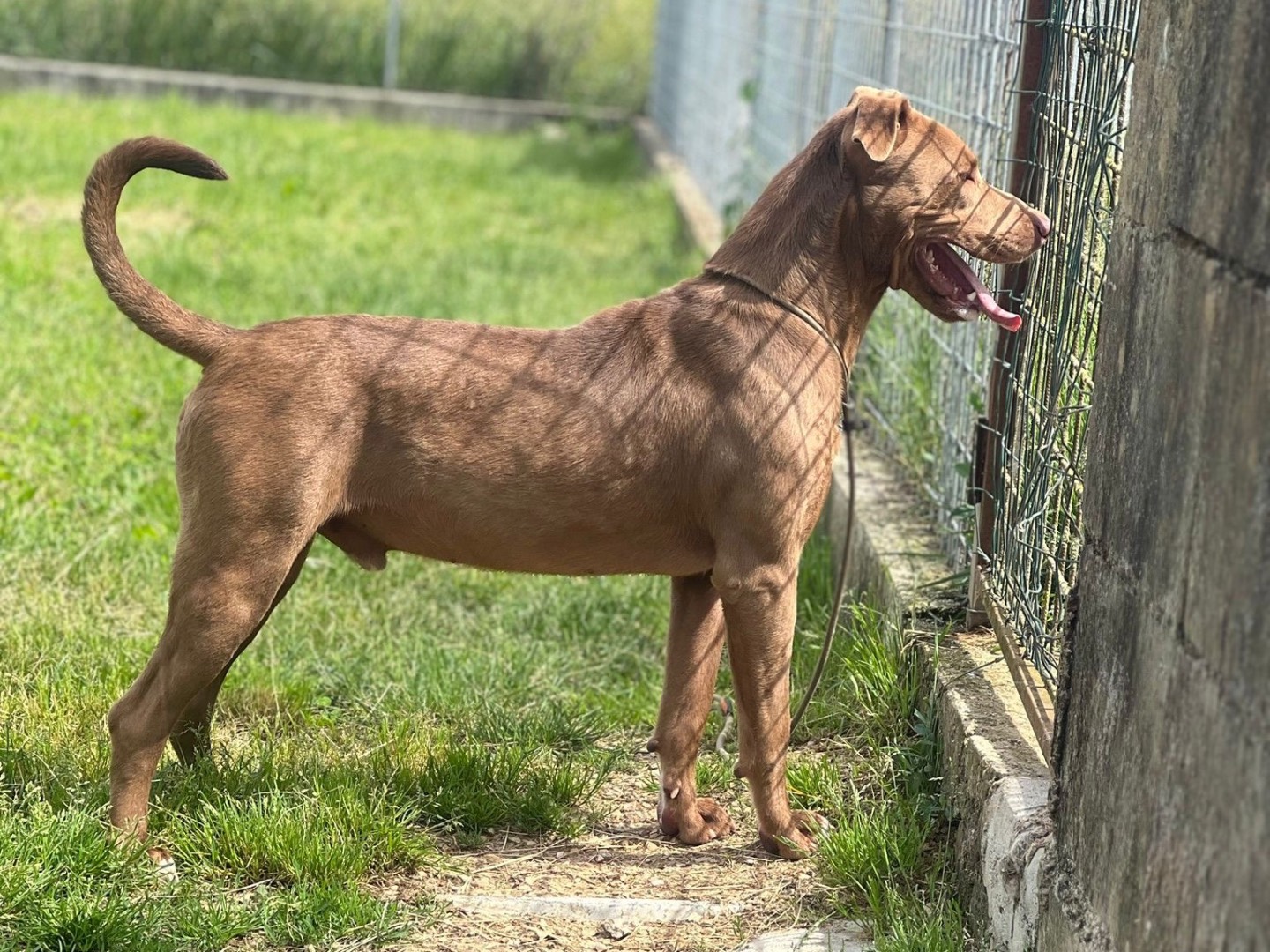 Vuoi adottare un cane a Frosinone?