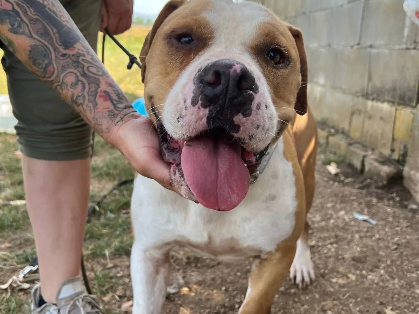 Adozione cane, maschio, Razza sconosciuta Razza sconosciuta, 5 anni e 5 mesi, taglia media, Frosinone