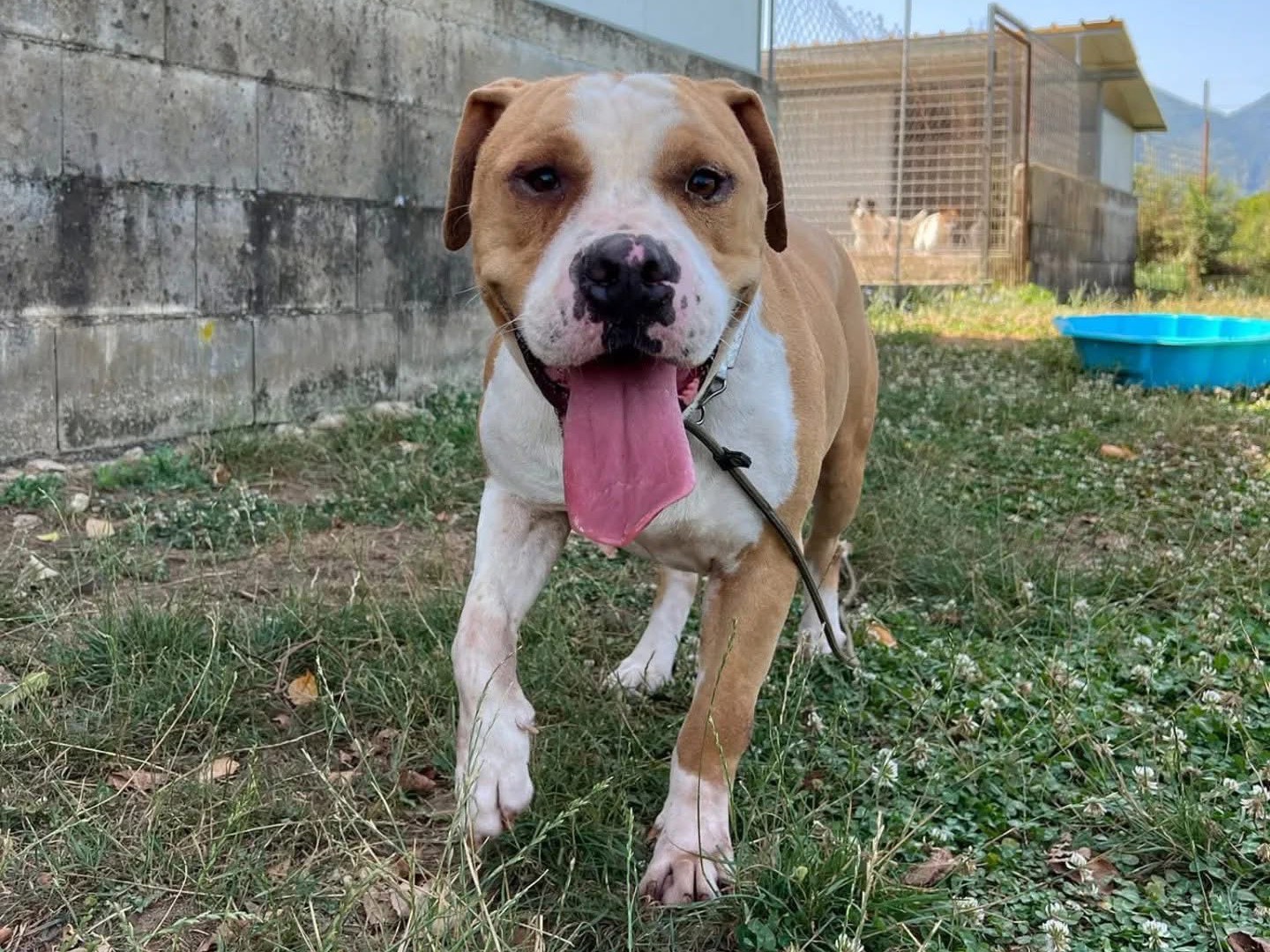 Adotta un cane, maschio, 5 anni e 5 mesi, Frosinone