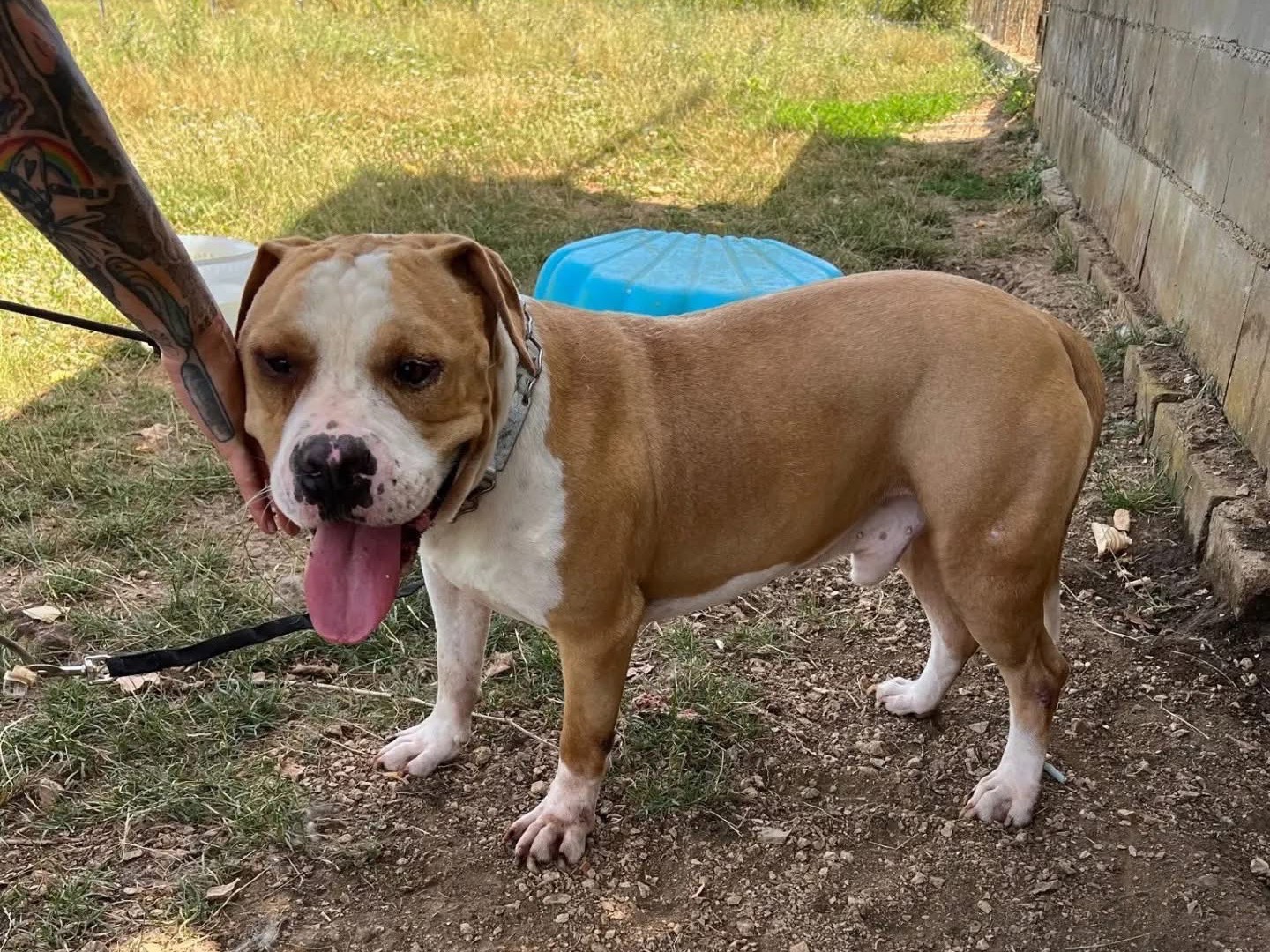 Adotta un cane, taglia media, maschio, Frosinone